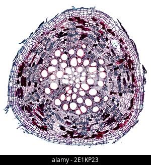 sezione trasversale tagliata sotto il microscopio – vista microscopica di cellule di pianta per l'educazione botanica Foto Stock