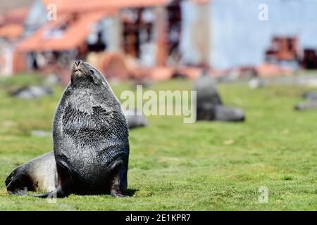 Foche da pelliccia antartica (Arctocephalus gazella) tra le rovine della stazione di caccia Stromness. Punto di riferimento storico dell'industria baleniera. Foto Stock