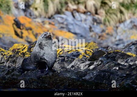 Foca da pelliccia antartica (Arctocephalus gazella) tra il litorale roccioso coperto di licheni della Georgia meridionale nell'Oceano Atlantico meridionale. Foto Stock