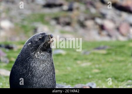 Foca da pelliccia antartica (Arctocephalus gazella) sulle pianure erbose dell'isola della Georgia meridionale, nell'Oceano Atlantico meridionale. Foto Stock