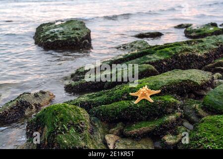 Stelle marine su un masso coperto di alghe Foto Stock
