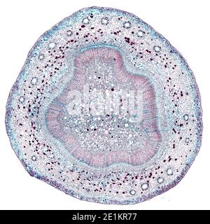 sezione trasversale tagliata sotto il microscopio – vista microscopica di cellule di pianta per l'educazione botanica Foto Stock