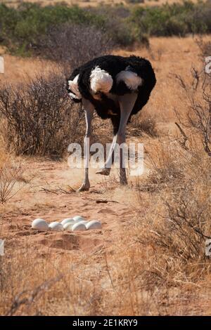 La femmina di struzzo somalo (Struthio molibdophanes) con uova nel suo nido, conosciuta anche come struzzo dal collo blu, è un grande uccello senza luce nativo del Foto Stock