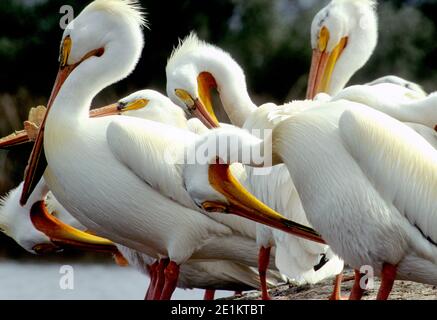 Pellicani bianchi americani (Pelicanus erythrorhynchos) preening, ft. Boise Wildlife Management Area, SW Idaho, Stati Uniti Foto Stock