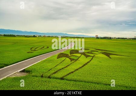 L'arte della pittura del risone è creata da agricoltori e artisti insieme. Aggiungi modelli interessanti ai lussureggianti campi di riso verdi. Contea di Hualien, Taiwan. Foto Stock