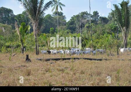 Allevamento di bovini in appezzamenti di terreno bonificato nella foresta pluviale brasiliana. La deforestazione in corso causa erosione della terra e ha un impatto negativo su globa Foto Stock