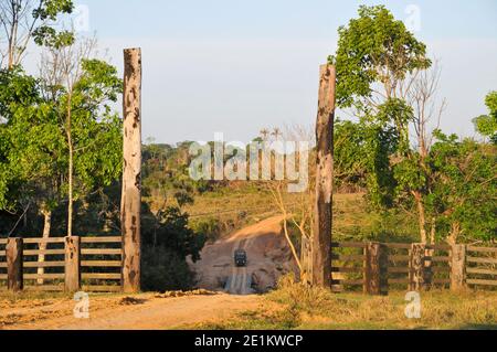 Allevamento di bovini in appezzamenti di terreno bonificato nella foresta pluviale brasiliana. La deforestazione in corso causa erosione della terra e ha un impatto negativo su globa Foto Stock