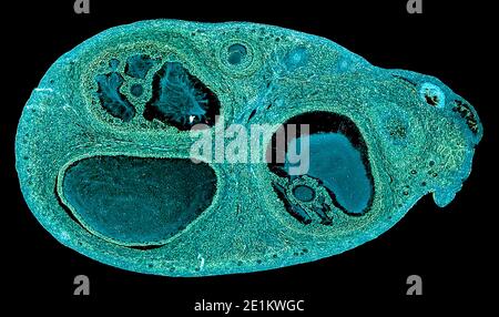 taglio trasversale delle cellule del corpo umano sotto un scientifico microscopio Foto Stock