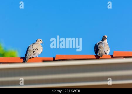 Due piaganti colombe sul tetto di Dallas, Stati Uniti Foto Stock