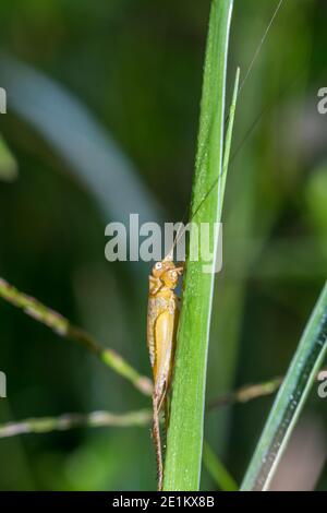 Una giovane cavalletta con perching su foglia di erba verde Foto Stock