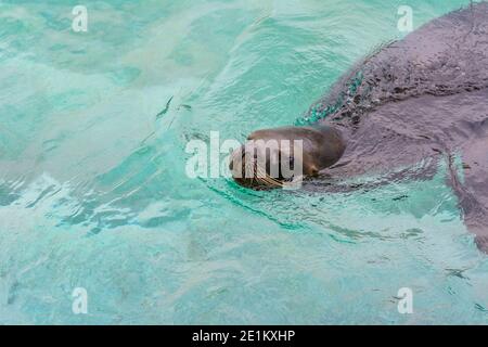 Una foca sta nuotando in un acquario pulito Foto Stock