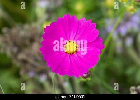Fiore di colore rosa. Nome latino: COSMOS bipinnatus. Fiore bello con forma rotonda, sfondo sfocato. Foto Stock