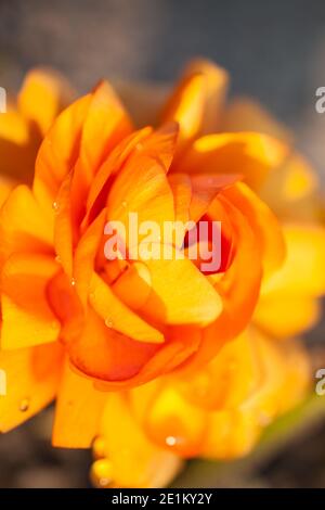 texture di una bella rosa gialla fotografata closeup. Foto di alta qualità Foto Stock