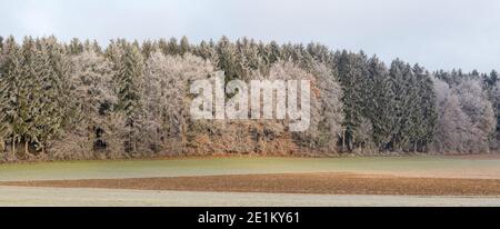 Panorama di una foresta mista durante l'inverno. Parzialmente coperto di ghiaccio e neve. Con alberi di conifere e decidui. Foto Stock