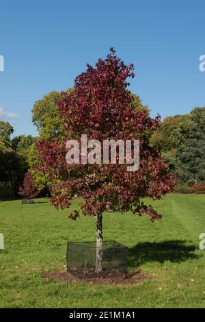 Splendidi colori autunnali di un albero americano Sweet Gum (Liquidambar styraciflua) che cresce in un parco nel Devon Rurale, Inghilterra, Regno Unito Foto Stock