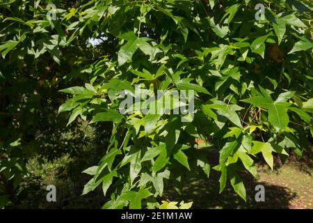 Foglie verdi di un albero di pistola dolce americano (Liquidanbar styraciflua 'Lane Roberts') da una corrente in un giardino di bosco in Devon rurale, Inghilterra, Regno Unito Foto Stock