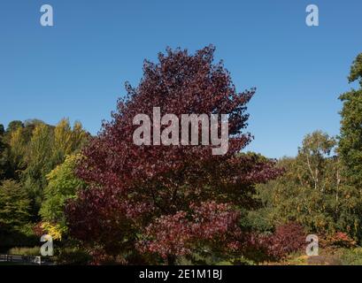 Splendidi colori autunnali di un albero Sweet Gum americano (Liquidambar styraciflua 'Worplesdon') Crescere in un giardino di paesaggio di bosco in Devon rurale Foto Stock