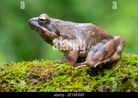 Rana italiana (Rana italica), vista laterale di un adulto su qualche muschio, Campania, Italia Foto Stock