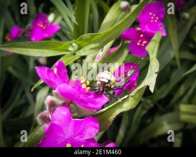 Bel fiore giardino con un drago volare su di esso Foto Stock