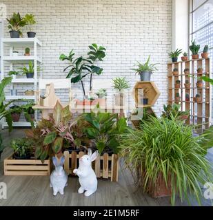 Angolo per lo svago in un edificio d'ufficio decorato con piante in vaso e vari tipi di cactus. Foto Stock