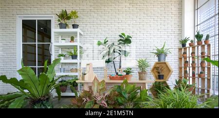 Angolo per lo svago in un edificio d'ufficio decorato con piante in vaso e vari tipi di cactus. Foto Stock