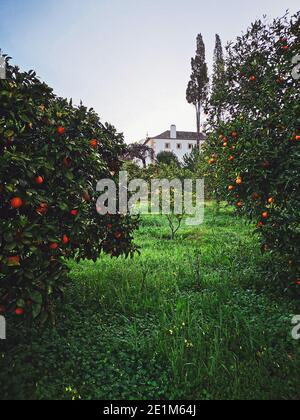 Portogallo / Santarem /Aranci e giardino al Convento Inn a Chamusca. Foto Stock
