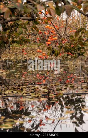 Riflessione di rami con frutti maturi di persimmon in acqua. Israele Foto Stock