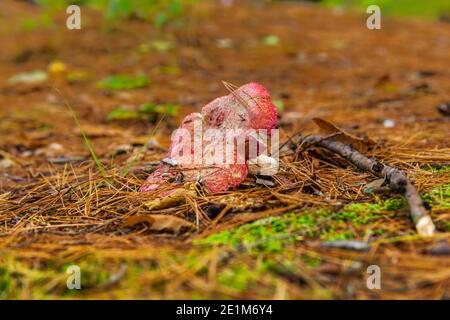 Three Brothers Waterfalls Conservation Area Kinmount Ontario Canada in autunno Foto Stock