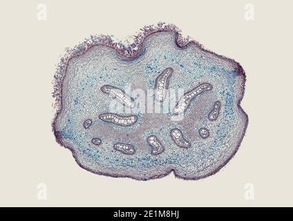 sezione trasversale tagliata sotto il microscopio – vista microscopica di cellule di pianta per l'educazione botanica Foto Stock