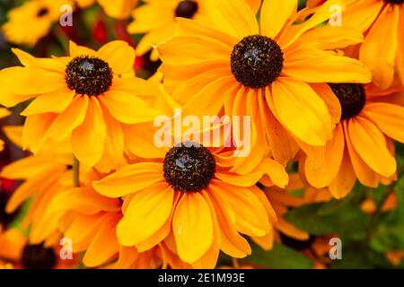 Dalia primo piano di una Rudbeckia per mostrare che è stupefacente colori vivaci Foto Stock