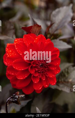 Dalia in primo piano per mostrare i suoi colori incredibilmente vivaci Foto Stock