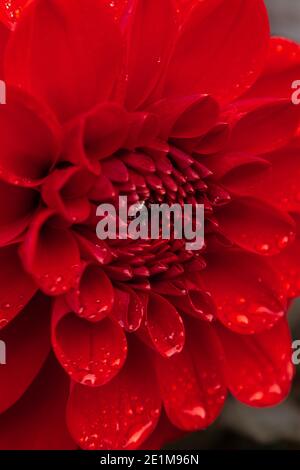 Dalia in primo piano per mostrare i suoi colori incredibilmente vivaci Foto Stock