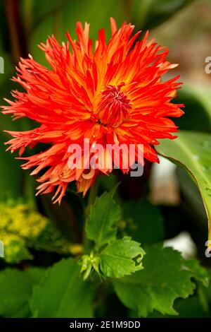 Dalia in primo piano per mostrare i suoi colori incredibilmente vivaci Foto Stock