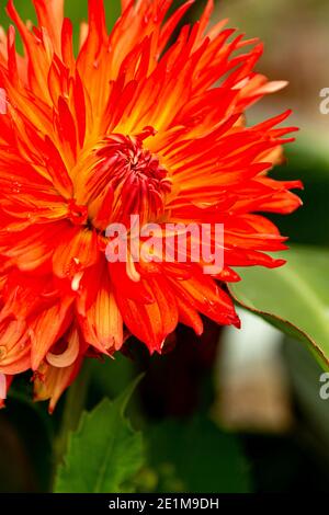 Dalia in primo piano per mostrare i suoi colori incredibilmente vivaci Foto Stock