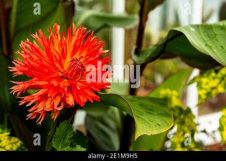 Dalia in primo piano per mostrare i suoi colori incredibilmente vivaci Foto Stock