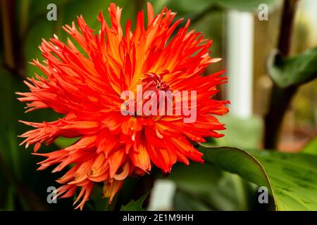 Dalia in primo piano per mostrare i suoi colori incredibilmente vivaci Foto Stock