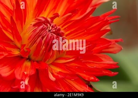 Dalia in primo piano per mostrare i suoi colori incredibilmente vivaci Foto Stock