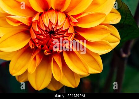 Dalia in primo piano per mostrare i suoi colori incredibilmente vivaci Foto Stock