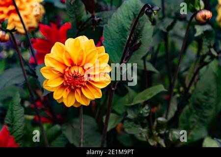 Dalia in primo piano per mostrare i suoi colori incredibilmente vivaci Foto Stock