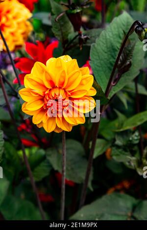 Dalia in primo piano per mostrare i suoi colori incredibilmente vivaci Foto Stock