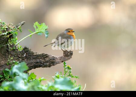 Robin europeo con le luci dell'ultima sera in un pino foresta in inverno Foto Stock