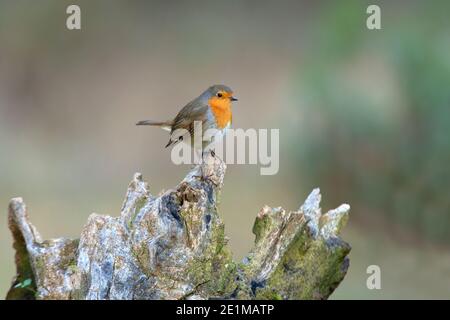 Robin europeo con le luci dell'ultima sera in un pino foresta in inverno Foto Stock