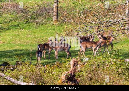 Belle deers di favole nel paesaggio in primavera Foto Stock