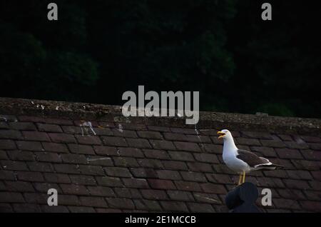 gull su un tetto nel porto Foto Stock