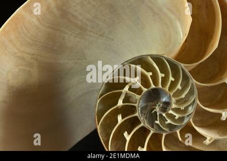 Il guscio di un Nautilus Pearly tagliato in sezione trasversale a. mostrare le camere interne collegate da un tubo denominato a. sifuncolo Foto Stock