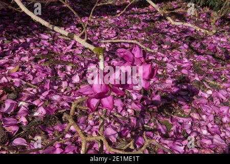 Fiori di Primavera Rosa brillante su un albero deciduo Campbells Magnolia (Magnolia campbellii subsp. Mollicomata 'Lanarth') che cresce in un Giardino in Cornovaglia Foto Stock