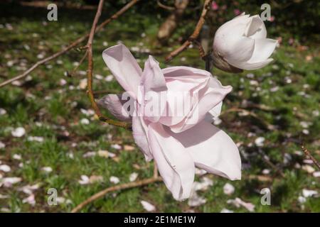 Fiore di primavera rosa brillante su un albero deciduo Campbells Magnolia (Magnolia campbellii) che cresce in un giardino nel Devon Rurale, Inghilterra, Regno Unito Foto Stock