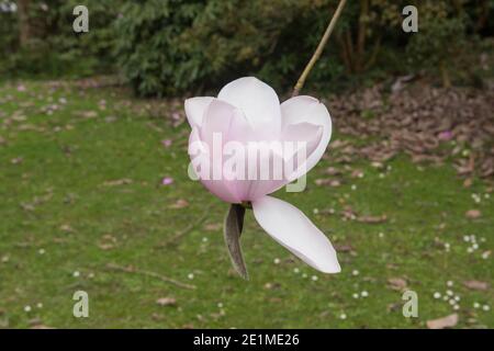 Fiore di primavera rosa brillante su un albero deciduo Campbells Magnolia (Magnolia campbellii) che cresce in un giardino nel Devon Rurale, Inghilterra, Regno Unito Foto Stock