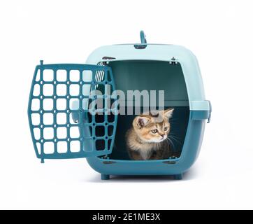 Grande gabbia di plastica per gatti e cani su sfondo bianco, all'interno di un gattino è un diritto scozzese Foto Stock