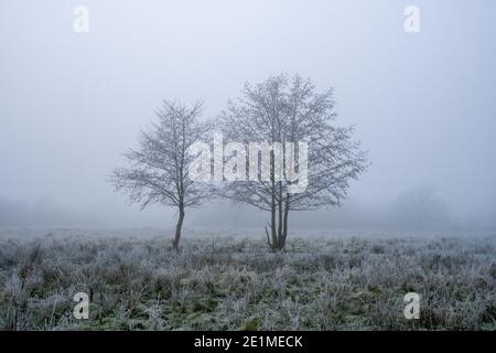 Un giorno di inverni gelidi con due alberi, scolpito contro un cielo nebboso. Castlemorton Common, Worcestershire, Regno Unito. Foto Stock